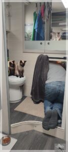 Beim Reinigen der Katzentoilette, Camping mit Katzen