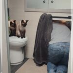 Beim Reinigen der Katzentoilette, Camping mit Katzen