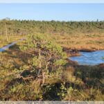 Traumhafte Tage im Soomaa Nationalpark