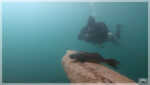 Zander im Blindsee Zander im Blindsee