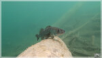 Zander im Blindsee Zander im Blindsee