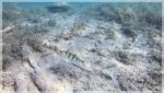 Neugierige Fische im Blindsee Neugierige Fische im Blindsee