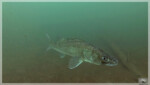 Zander im Blindsee Zander im Blindsee