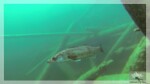 Zander im Blindsee Zander im Blindsee