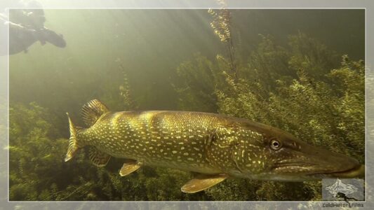 Hecht in der Traun Hecht in der Traun