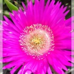 Blume auf Ischia